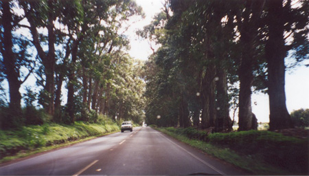 Drive 1 Cave of Trees