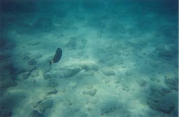 snork 6