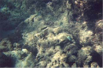 snork 8
