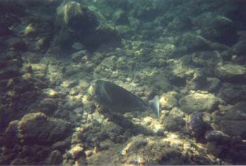 snork12