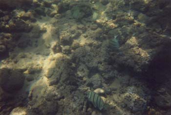 snork13