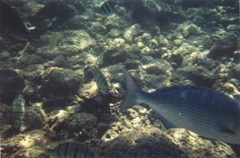 snork15