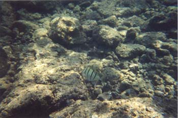 snork16