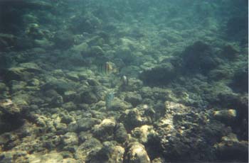 snork17